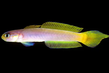 Imagem ilustrativa da imagem Pesca ilegal e falta de fiscalização ameaçam “tesouros” no mar
