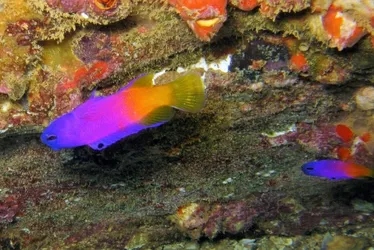 Imagem ilustrativa da imagem Pesca ilegal e falta de fiscalização ameaçam “tesouros” no mar