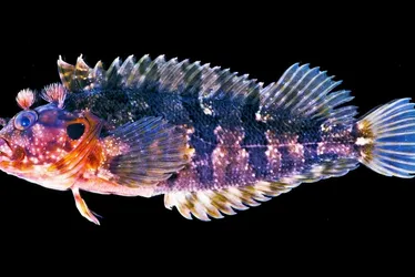Imagem ilustrativa da imagem Pesca ilegal e falta de fiscalização ameaçam “tesouros” no mar