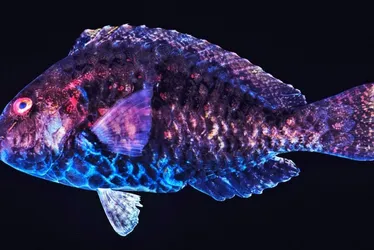 Imagem ilustrativa da imagem Pesca ilegal e falta de fiscalização ameaçam “tesouros” no mar