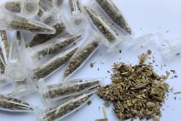 Imagem ilustrativa da imagem Polícia Militar faz a maior apreensão de supermaconha no ES