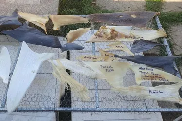 Imagem ilustrativa da imagem Polícia apreende 1 tonelada de barbatanas de tubarão em depósito clandestino no ES
