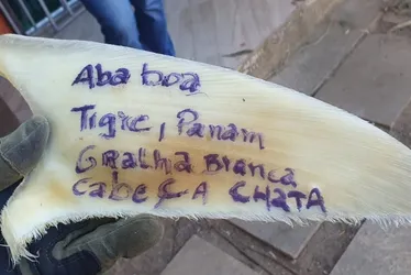 Imagem ilustrativa da imagem Polícia apreende 1 tonelada de barbatanas de tubarão em depósito clandestino no ES