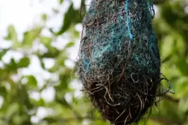 Imagem ilustrativa da imagem Poluição: no Brasil, aves estão fazendo ninhos com resíduos plásticos
