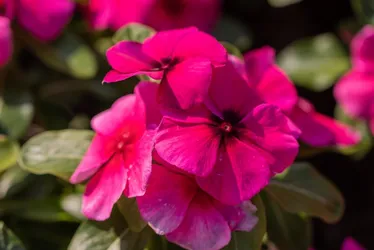 Imagem ilustrativa da imagem Produção de flores no Caparaó se moderniza com tecnologia e estufas inteligentes