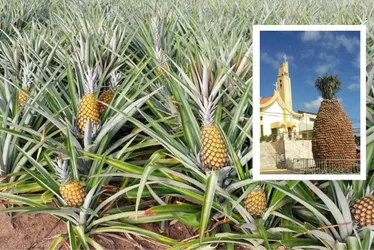 Imagem ilustrativa da imagem Riquezas de Pernambuco podem ganhar selo de reconhecimento nacional: veja quais são