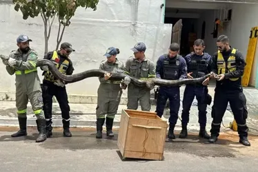Imagem ilustrativa da imagem Sucuri de quase 5 metros e 60 kg é capturada em rede de esgoto na BA