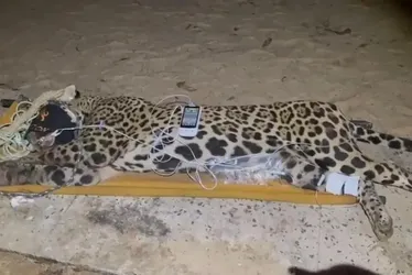 Imagem ilustrativa da imagem Onça que matou caseiro estava cerca de 30 kg abaixo do peso