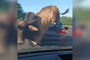 Imagem ilustrativa da imagem VÍDEO I Touro persegue homem, entra na pista e pula em cima de carro de luxo