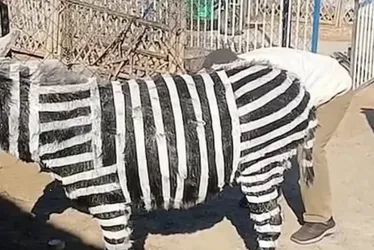 Imagem ilustrativa da imagem Zebra? Parque de diversões chinês admite que pintou burro de preto e branco
