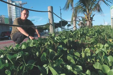 Imagem ilustrativa da imagem Alerta nas praias: destruição de vegetação preocupa ambientalistas