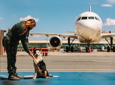 Imagem ilustrativa da imagem Aviso sonoro e até cachorros: como os aeroportos fazem para espantar pássaros da área de aviões