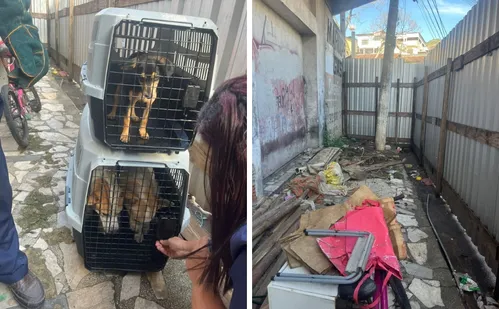 
          Imagem ilustrativa da imagem Ação conjunta resgata seis animais em situação de maus-tratos em Vitória
          