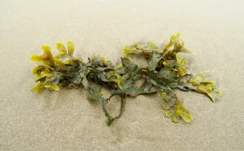 
          Imagem ilustrativa da imagem Adubo natural feito com algas é desenvolvido no Espírito Santo
          