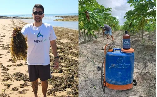 
          Imagem ilustrativa da imagem Aposta em fertilizante feito à base de algas
          