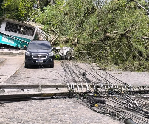 
          Imagem ilustrativa da imagem Árvore cai em frente à UFRPE, destrói barracas e carros e ainda deixa idosa ferida
          