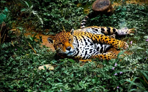 
          Imagem ilustrativa da imagem Ataques de onças contra humanos são considerados raros
          