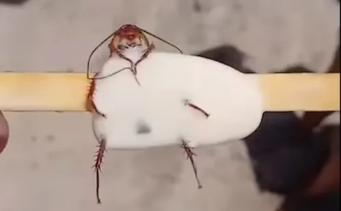 
          Imagem ilustrativa da imagem Barata no picolé viraliza e provoca fechamento de fábrica no Rio de Janeiro
          