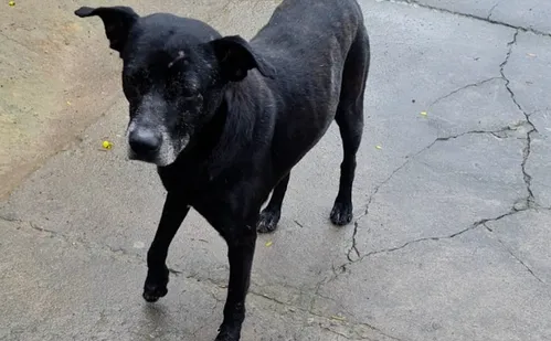 
          Imagem ilustrativa da imagem Cachorro morre após ser esfaqueado na Serra
          