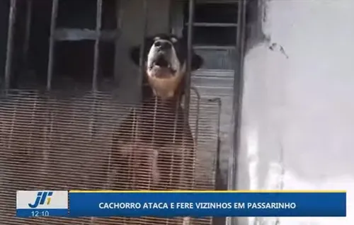 
          Imagem ilustrativa da imagem Cachorro sai mordendo todo mundo em rua do bairro de Passarinho, no Recife
          