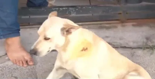 
          Imagem ilustrativa da imagem Cão é atacado e atitude de tutor revolta moradores em Vila Velha
          