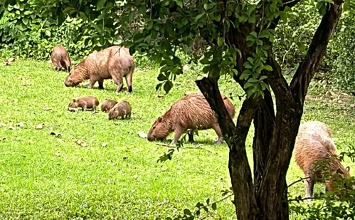 
          Imagem ilustrativa da imagem Capivaras em áreas urbanas do ES: entenda os riscos e o que fazer
          