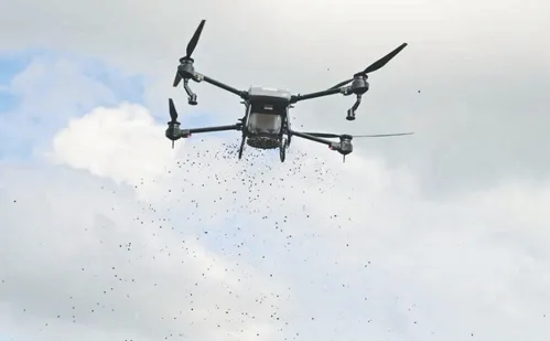 
          Imagem ilustrativa da imagem “Chuva de sementes” para recuperar o meio ambiente
          