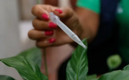 
          Imagem ilustrativa da imagem Com 300 casos por 100 mil habitantes, SP entra em epidemia de dengue
          