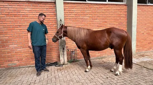 
          Imagem ilustrativa da imagem Como está o cavalo Caramelo, símbolo das chuvas no Rio Grande do Sul que agora vai ajudar estudantes
          