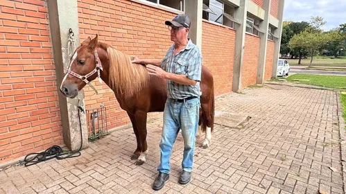 
          Imagem ilustrativa da imagem Como está o cavalo Caramelo, símbolo das chuvas no Rio Grande do Sul que agora vai ajudar estudantes
          