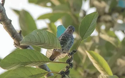 
          Imagem ilustrativa da imagem Diversão ao ar livre: maratona para fotografar aves em parques no ES
          