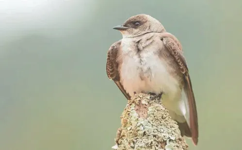 
          Imagem ilustrativa da imagem Diversão ao ar livre: maratona para fotografar aves em parques no ES
          