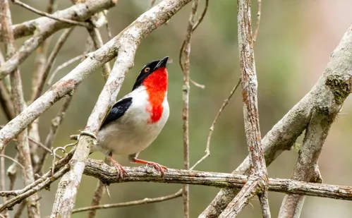 
          Imagem ilustrativa da imagem Do voo livre ao santuário: os motivos para visitar Castelo, no Espírito Santo
          