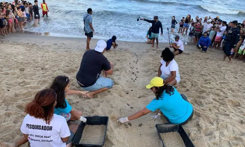 
          Imagem ilustrativa da imagem Em Paulista, 98 filhotes de tartaruga-de-pente são guiados em segurança para o mar
          