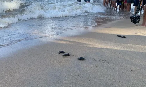 
          Imagem ilustrativa da imagem Em Paulista, 98 filhotes de tartaruga-de-pente são guiados em segurança para o mar
          