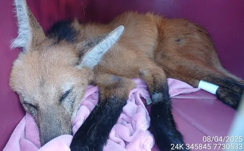 
          Imagem ilustrativa da imagem Fêmea de lobo-guará é resgatada com infecção grave às margens da BR-101 no ES
          