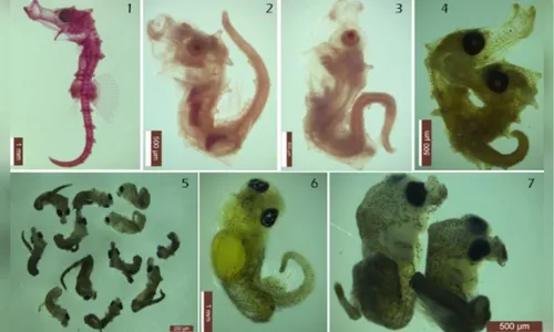 
          Imagem ilustrativa da imagem Filhotes deformados: o legado invisível do pior desastre ambiental do Nordeste
          