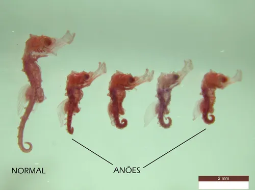
          Imagem ilustrativa da imagem Filhotes deformados: o legado invisível do pior desastre ambiental do Nordeste
          