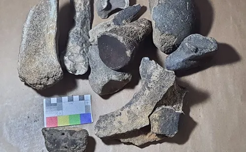 
          Imagem ilustrativa da imagem Fósseis encontrados no ES são de preguiça-gigante e outros animais pré-históricos
          