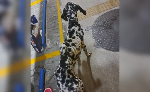 
          Imagem ilustrativa da imagem Homem é preso em flagrante por maus-tratos a um cachorro
          