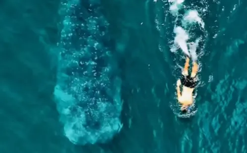 
          Imagem ilustrativa da imagem Homem nada ao lado de tubarão-baleia de 11 metros em praia de SP
          