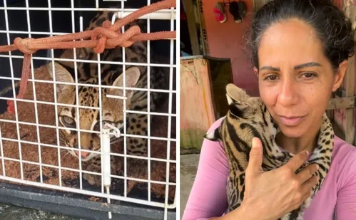 
          Imagem ilustrativa da imagem Ibama apreende jaguatirica criada como animal doméstico por influenciadora no Pará
          