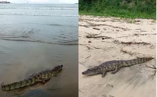 
          Imagem ilustrativa da imagem Jacaré de 2,5 metros é visto na Praia de Camburi, em Vitória
          