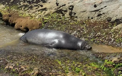 
          Imagem ilustrativa da imagem Leão-marinho “descansa” novamente praia no Sul do ES
          