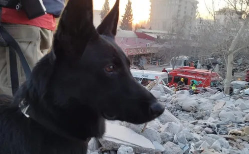 
          Imagem ilustrativa da imagem Morre cadela dos bombeiros do ES que atuou em resgates dentro e fora do País
          