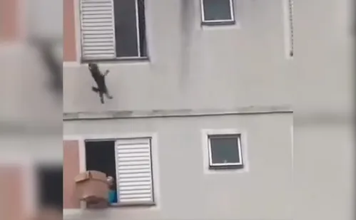 
          Imagem ilustrativa da imagem Mulher usa caixa de papelão para salvar cachorro em prédio de SP
          