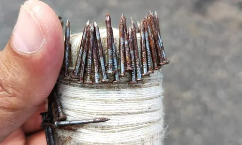 
          Imagem ilustrativa da imagem PM detém 12 pessoas com bombas e rojões no Cabo de Santo Agostinho
          