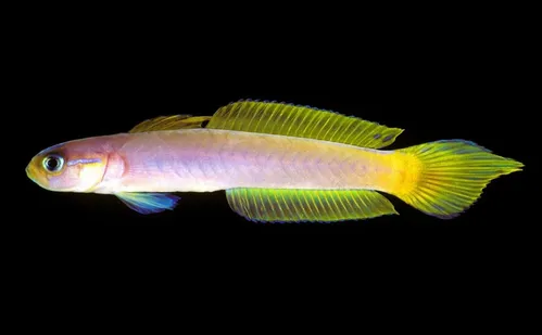 
          Imagem ilustrativa da imagem Pesca ilegal e falta de fiscalização ameaçam “tesouros” no mar
          