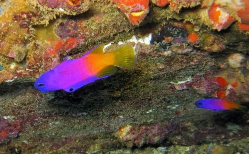 
          Imagem ilustrativa da imagem Pesca ilegal e falta de fiscalização ameaçam “tesouros” no mar
          