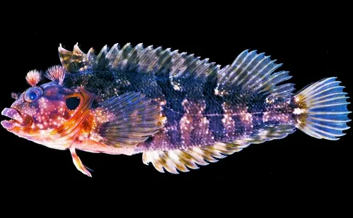 
          Imagem ilustrativa da imagem Pesca ilegal e falta de fiscalização ameaçam “tesouros” no mar
          